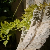 Photo de France - Abbaye de Fontfroide